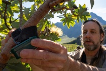Zoom image: BioSCape Science Team member Andrew Turner (CapeNature) deploying an Audiomoth acoustic logger in South Africa. Photo: J. Shelton. 
