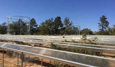 Scientists used computer modeling to study how conifers tap into water sources during drought. As part of the research, the team compared the behavior of modeled trees to that of real trees at the Los Alamos Survival-Mortality experiment site (pictured here), where trees underwent drought and heat treatments. Photo: Charlotte Grossiord. 