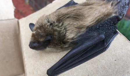 bat.