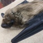 bat. 
