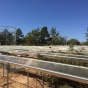 Scientists used computer modeling to study how conifers tap into water sources during drought. As part of the research, the team compared the behavior of modeled trees to that of real trees at the Los Alamos Survival-Mortality experiment site (pictured here), where trees underwent drought and heat treatments. Photo: Charlotte Grossiord. 