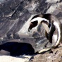 African penguin on a beach in South Africa. 
