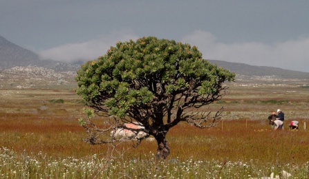 Scientists collect vegetation data from the Cape of Good Hope, Western Cape, South Africa. 