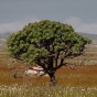 Scientists collect vegetation data from the Cape of Good Hope, Western Cape, South Africa. 