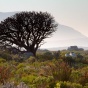 A protea shrub growing amongst reeds and dozens of other plant species in South Africa&rsquo;s Greater Cape Floristic Region. 