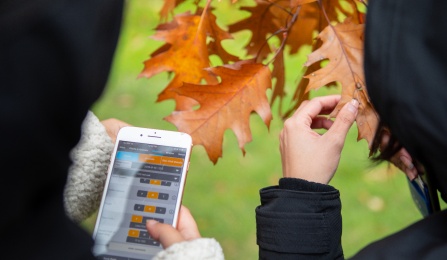 Students examine autumn leaves and record observations on a mobile device during geography fieldwork. 