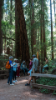 Students discussion at Muir Woods. 