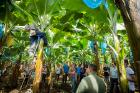 Students learn about fruit management at a Del Monte banana plantation.