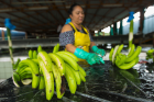 A worker inspects bunches of bananas for quality. Blemished fruit, such as the bunch seen here, is mashed and used for baby food.