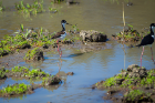 The Hacienda El Viejo Wetlands are a must-see for bird lovers.