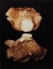 ADSVMVS ABSVMVS. Oyster Shell (Pleurotus ostreatus). Ektacolor photograph, 1982. Copyright Estate of Hollis Frampton