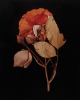 ADSVMVS ABSVMVS. Rose (Rosa damascena). Ektacolor photograph, 1982. Copyright Estate of Hollis Frampton