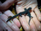 Hands holding two salamanders. 
