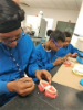 Dental Assisting School Students working on tooth models2019