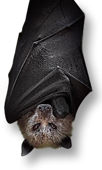 A golden crowned fruit bat hanging upside down.