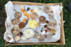 Mushrooms collected for identification during a BioArt nature walk.