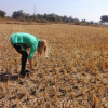 Nicole collecting straw - an agricultural by-product - which the team tested as natural fiber-reinforcement. 