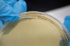 A petri dish holds yeast colonies that have turned pink after students used CRISPR successfully to break a gene called ADE2. Credit: Douglas Levere / University at Buffalo