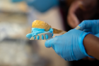 Students in the joint Destination Dental School and Native American Pre-Dental Student Gateway Program made molds of their teeth as part of a hands-on activity in the pre-clinical simulation lab at the UB School of Dental Medicine. Photographer: Meredith Forrest Kulwicki