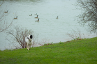 Geese on Lake LaSalle keep a watchful eye on Bogey.
