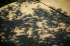 Trees create natural pinhole projectors as the sun shines through their leaves, casting crescent-shaped shadows on the ground.