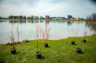 Two hundred trees and shrubs and about 260 perennials have been planted to help stave off erosion on the northern end of Lake LaSalle. Photo: Douglas Levere