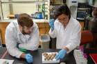 UB chemistry PhD student Steven Travis, left, and UB chemistry professor Diana Aga identify eggs that will be suitable for study.