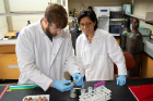 UB chemistry PhD student Steven Travis, left, works with an abandoned tern egg, separating the egg white and egg yolk, which will be analyzed separately for chemicals including flame retardants and pesticides. Travis is a member of the UB lab headed by chemistry professor Diana Aga (right).