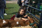 Biological sciences student Q.A. Yildirim pets a calf outside the Pride of New York tent.