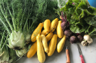 Vegetables grown on Little Bear Farm include, from left, fennel, yellow squash, beets and turnips.