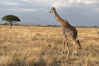 During a safari through the Serengeti, the group saw hippos, lions and a giraffe.