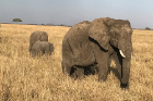 Elephants in the Serengeti.