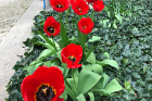 Tulips (Tulipa) near Farber Hall.