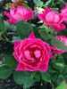Rose (Rosa hybrida) found near Clark Hall.
