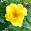 Rose (Rosa hybrida) seen near Cary Hall.