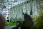 Rachel Lockwood, an environmental geosciences major, works with mums in a greenhouse.
