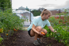 Scout McLerran picks tomatoes in the Botanical Gardens' community garden.