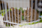 After a feeding, a mark is made on the bunny's ear (left) to avoid confusion.