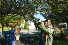 Tyrese Davis, a sophomore environmental design major, prunes a tree at None Like You/We Care.