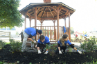 Exercise science majors Nichola Blatto, Nathen Cottom and Sabrina Goldman mulch, weed and plant new plants around a public gazebo at 37 Mulberry St., near the Kensington Expressway. 