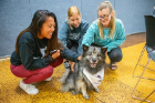 Zoë the Keeshond was available for pats.