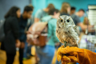 Attendees had a chance to meet an eastern screech owl being cared for by AWARE (Association for Wild Animal Rehabilitation and Education).