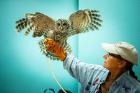 Jackie Perry handles "Wind," the barred owl being cared for by AWARE (Association for Wild Animal Rehabilitation and Education).
