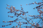 Snow sits atop spring buds on a tree branch. 