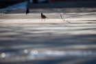 A robin walks across a frosty sidewalk. 