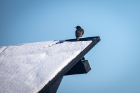 A bird sits on the corner of a snow covered solar panel. 