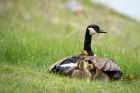 Mother goose keeps a protective wing around her large gaggle.
