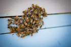 As humans practice social distancing, honeybees will survive the winter in part by crowding together to help stay warm.