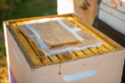 Sheets of winter feed provide a food source if the bees run out of honey.