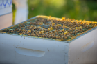 The UB Bees project includes six hives on the North Campus, including this one.